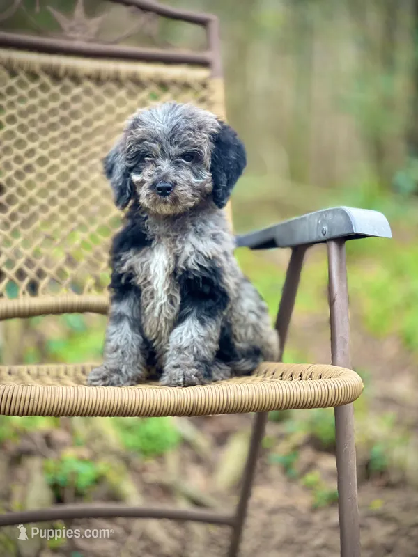 Duke (F1B), a female Labradoodle for sale in Newnan, GA – Photo 1 of 10
