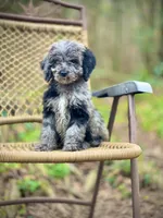 Duke (F1B), a female Labradoodle for sale in Newnan, GA – Photo 1 of 10