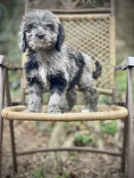 Duke (F1B), a female Labradoodle for sale in Newnan, GA – Photo 4 of 10