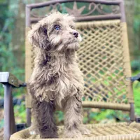 Biscuit (F1B), a male Labradoodle for sale in Newnan, GA – Photo 3 of 10