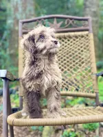 Biscuit (F1B), a female Labradoodle for sale in Newnan, GA – Photo 3 of 10