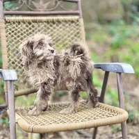 Biscuit (F1B), a male Labradoodle for sale in Newnan, GA – Photo 10 of 10