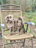 Biscuit (F1B), a female Labradoodle for sale in Newnan, GA – Photo 10 of 10