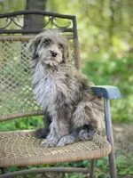 Biscuit (F1B), a male Labradoodle for sale in Graham, AL – Photo 9 of 10