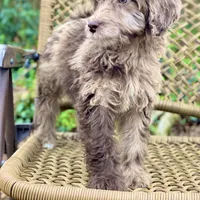 Biscuit (F1B), a male Labradoodle for sale in Newnan, GA – Photo 9 of 10