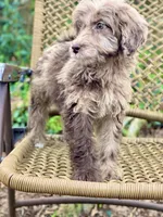 Biscuit (F1B), a female Labradoodle for sale in Newnan, GA – Photo 9 of 10