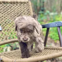 Biscuit (F1B), a male Labradoodle for sale in Newnan, GA – Photo 2 of 10