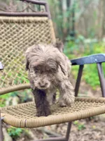 Biscuit (F1B), a female Labradoodle for sale in Newnan, GA – Photo 2 of 10