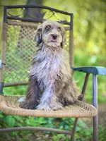 Biscuit (F1B), a male Labradoodle for sale in Graham, AL – Photo 2 of 10