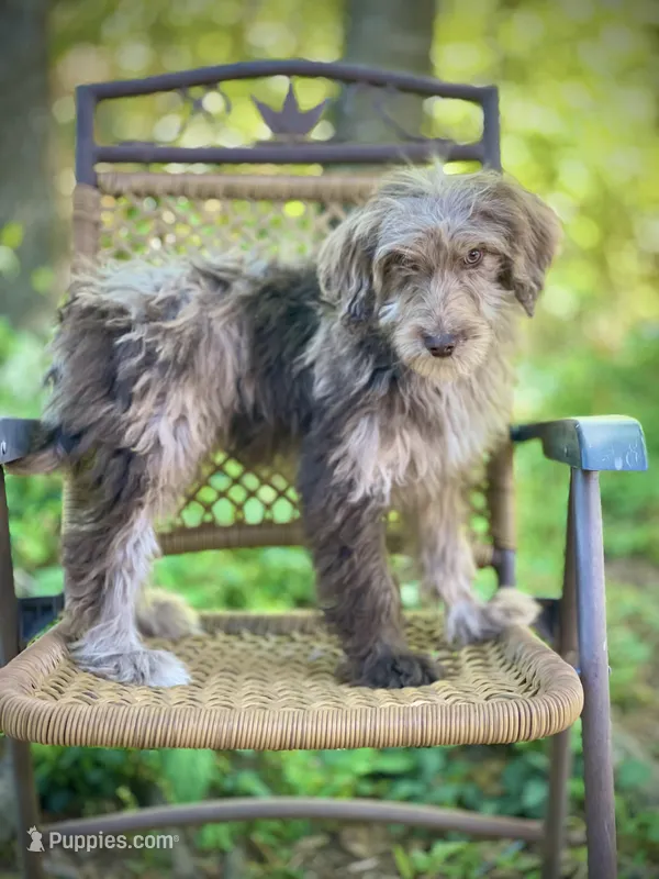 Biscuit (F1B) – Labradoodle puppy for sale in Graham, AL