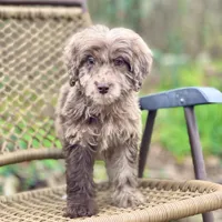 Biscuit (F1B), a male Labradoodle for sale in Newnan, GA – Photo 1 of 10