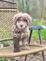 Biscuit (F1B), a female Labradoodle for sale in Newnan, GA – Photo 1 of 10