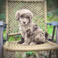 Biscuit (F1B), a male Labradoodle for sale in Newnan, GA – Photo 5 of 10