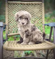 Biscuit (F1B), a female Labradoodle for sale in Newnan, GA – Photo 5 of 10