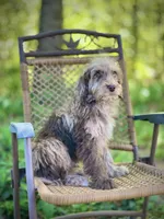Biscuit (F1B), a male Labradoodle for sale in Graham, AL – Photo 10 of 10