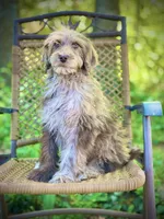 Biscuit (F1B), a male Labradoodle for sale in Graham, AL – Photo 6 of 10