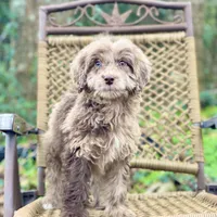 Biscuit (F1B), a male Labradoodle for sale in Newnan, GA – Photo 7 of 10