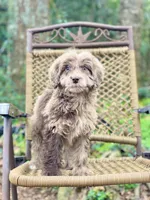 Biscuit (F1B), a female Labradoodle for sale in Newnan, GA – Photo 7 of 10