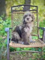 Biscuit (F1B), a male Labradoodle for sale in Graham, AL – Photo 7 of 10