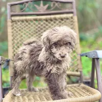 Biscuit (F1B), a male Labradoodle for sale in Newnan, GA – Photo 6 of 10