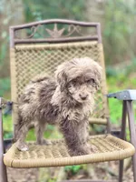 Biscuit (F1B), a female Labradoodle for sale in Newnan, GA – Photo 6 of 10