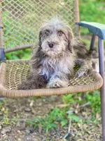 Biscuit (F1B), a male Labradoodle for sale in Graham, AL – Photo 4 of 10