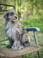 Biscuit (F1B), a male Labradoodle for sale in Graham, AL – Photo 8 of 10