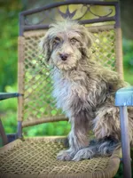 Biscuit (F1B), a male Labradoodle for sale in Graham, AL – Photo 5 of 10
