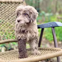 Biscuit (F1B), a male Labradoodle for sale in Newnan, GA – Photo 8 of 10