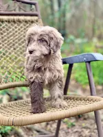 Biscuit (F1B), a female Labradoodle for sale in Newnan, GA – Photo 8 of 10