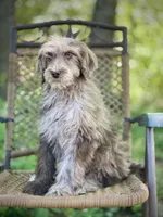 Biscuit (F1B), a male Labradoodle for sale in Graham, AL – Photo 3 of 10