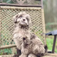Biscuit (F1B), a male Labradoodle for sale in Newnan, GA – Photo 4 of 10