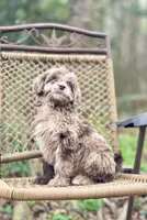 Biscuit (F1B), a female Labradoodle for sale in Newnan, GA – Photo 4 of 10