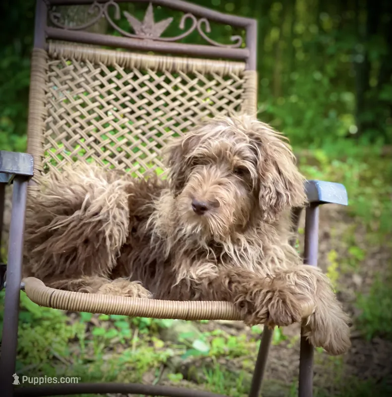 Biscuit (F1B) – Labradoodle puppy for sale in Newnan, GA