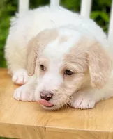 Bentley, a male Labradoodle for sale in Newnan, GA – Photo 1 of 10
