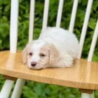 Bentley, a male Labradoodle for sale in Newnan, GA – Photo 8 of 10