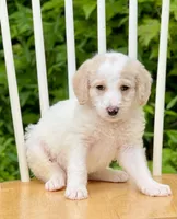 Bentley, a male Labradoodle for sale in Newnan, GA – Photo 5 of 10