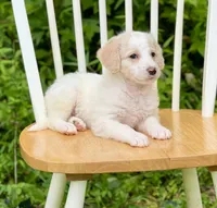 Bentley, a male Labradoodle for sale in Newnan, GA – Photo 9 of 10