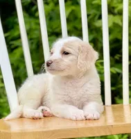 Bentley, a male Labradoodle for sale in Newnan, GA – Photo 6 of 10