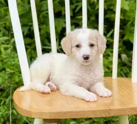 Bentley, a male Labradoodle for sale in Newnan, GA – Photo 4 of 10