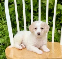 Bentley, a male Labradoodle for sale in Newnan, GA – Photo 7 of 10