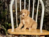 Chloe (F1B), a female Labradoodle for sale in Newnan, GA – Photo 4 of 8