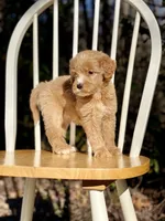 Chloe (F1B), a female Labradoodle for sale in Newnan, GA – Photo 6 of 8