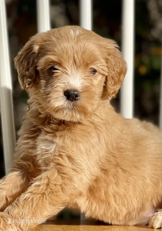 Chloe (F1B), a female Labradoodle for sale in Newnan, GA – Photo 1 of 8