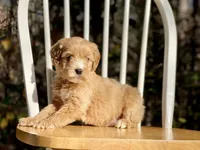 Chloe (F1B), a female Labradoodle for sale in Newnan, GA – Photo 8 of 8