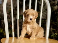 Chloe (F1B), a female Labradoodle for sale in Newnan, GA – Photo 3 of 8
