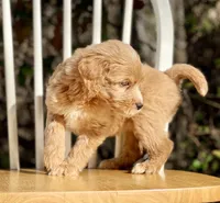 Chloe (F1B), a female Labradoodle for sale in Newnan, GA – Photo 2 of 8