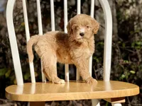 Chloe (F1B), a female Labradoodle for sale in Newnan, GA – Photo 5 of 8