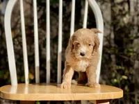 Chloe (F1B), a female Labradoodle for sale in Newnan, GA – Photo 7 of 8