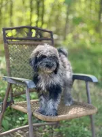 Duke (F1B), a male Labradoodle for sale in Graham, AL – Photo 5 of 10